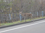 エゾ鹿が道を渡る
